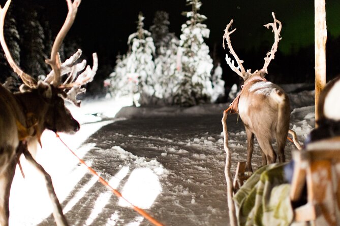 Rovaniemi: Reindeer Evening Safari Tour & 2.5 Km Sled Ride - Good To Know