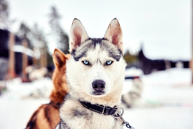 Rovaniemi Santa Claus Village, Reindeer and Husky Tour - Good To Know