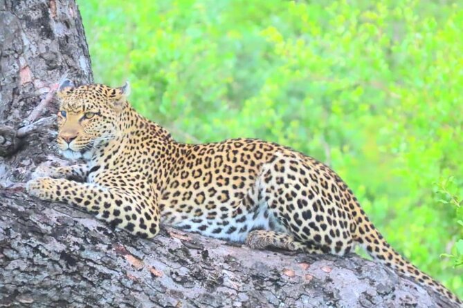 Sabi Sand Sunset Safari - Key Points