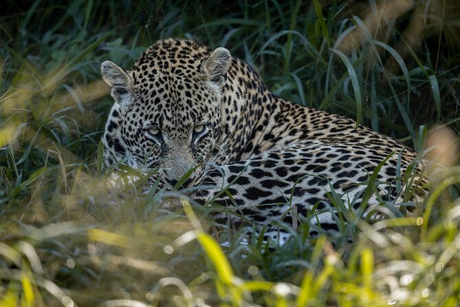 Sabie Game Reserve Sunset Safari Tour With Sundowners - Good To Know