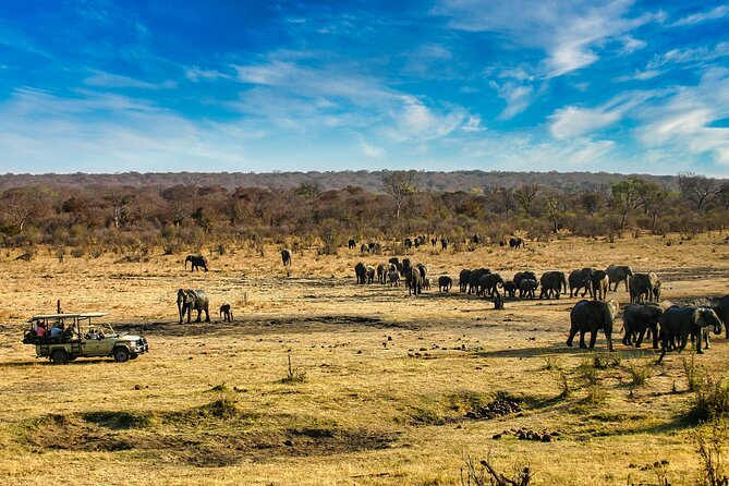 Safari Game Drive in the Savannah With Hotel Pickup 3 Times Daily - Overview of the Safari Experience