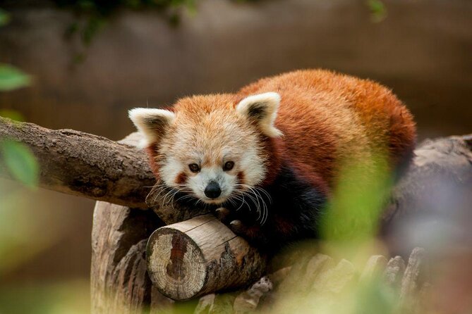 San Diego Explorer Pass: Save up to 50% - Includes San Diego Zoo - Good To Know