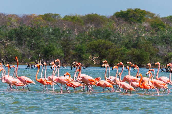Sanctuary of Flamingos Day Tour - About Your Stay