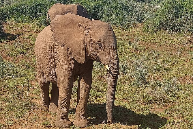 Schotia Big 5 Safari Port Elizabeth (Optional Accommodation) - Good To Know