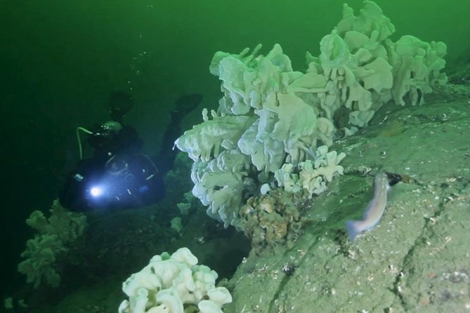 Scuba Dive Boat Charter in Vancouver (Certified Divers Only!) - Good To Know