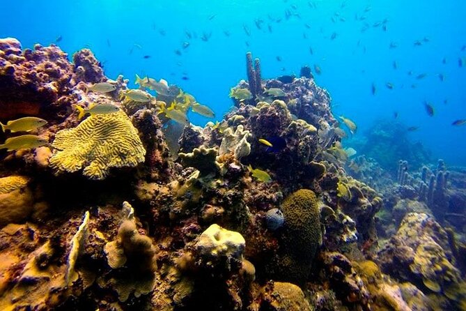 Scuba Diving Boat Trip in Island Catalina With Pickup - Good To Know