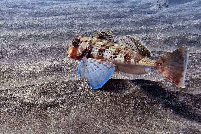 Scuba Diving Try Dive in Fuerteventura