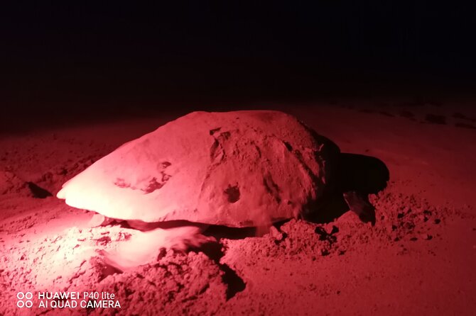 Sea Turtle Nesting Observation on Sal Island - Key Points