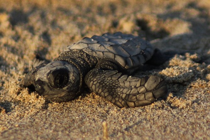 Sea Turtle Release in Puerto Vallarta - Key Points