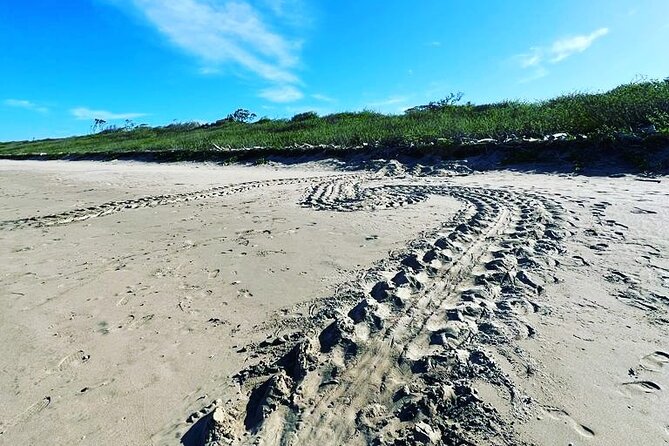 Sea Turtle Watching Tour Near Playa Grande - About Your Stay