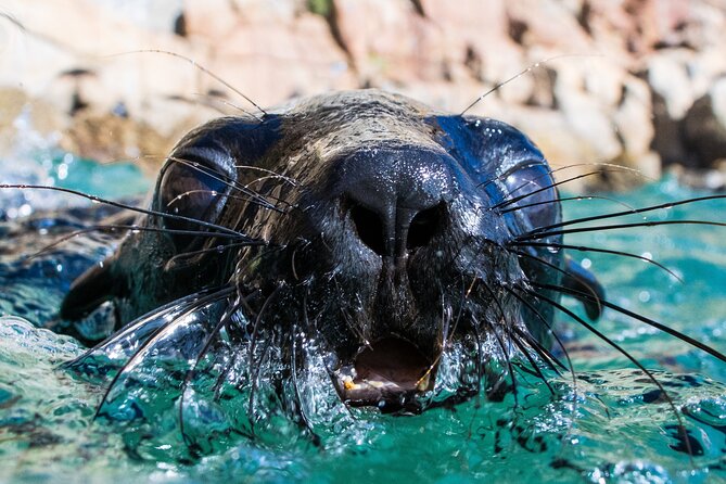 Seal Swimming Activity in Plettenberg Bay - Good To Know
