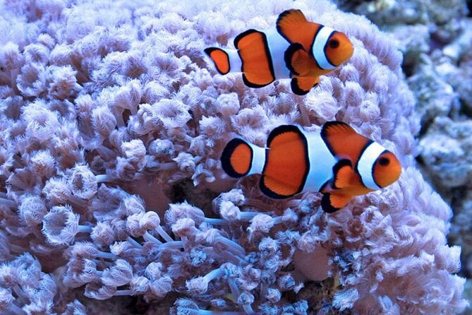 Semi-Submarine With Snorkeling Experience in Hurghada