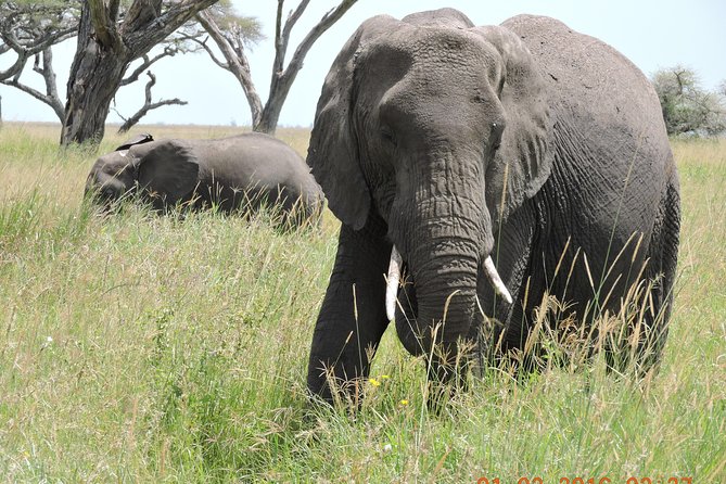Serengeti 2-Day Safari From Mwanza - Good To Know