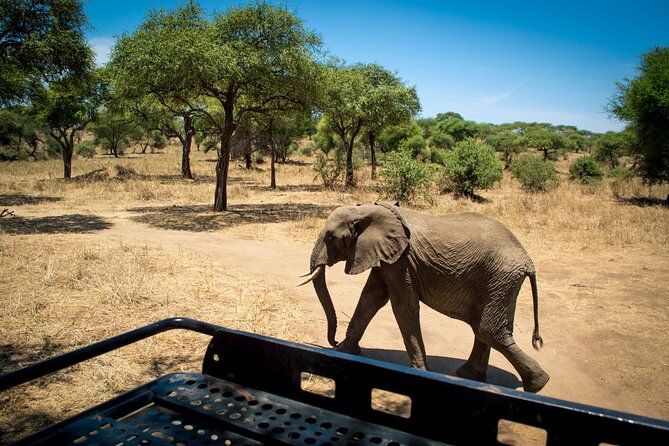 Serengeti Great Wildebeest Migration - 5 Days Tanzania Safari - Good To Know