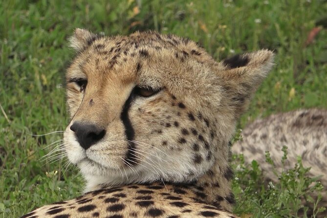 Serengeti Under Canvas – 9 Days