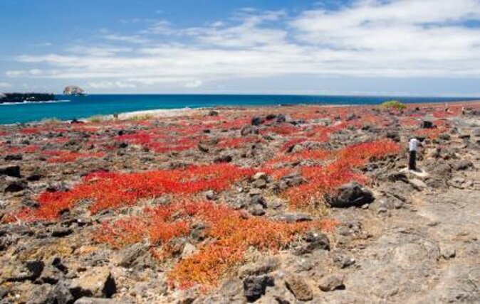 Seymour North Island & Las Bachas Full-Day Tour - Good To Know