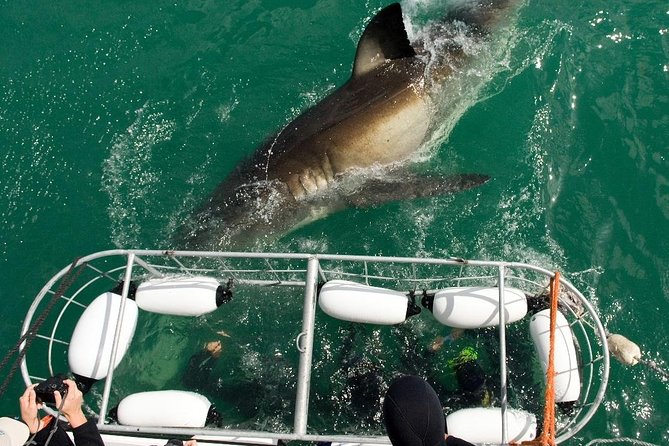 SHARK CAGE DIVING and VIEWING (Incl. Transfers From Cape Town) - Whats Included in the Experience