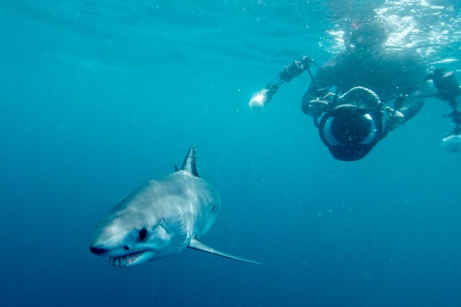 Shark Diving With Blue and Mako Sharks in San Diego - Overview of the Activity