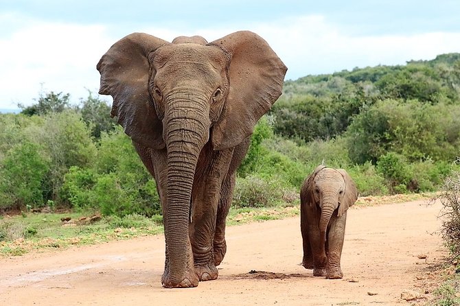 Shore Excursion Cruise Ships Port Elizabeth, Addo Elephant Park - Good To Know
