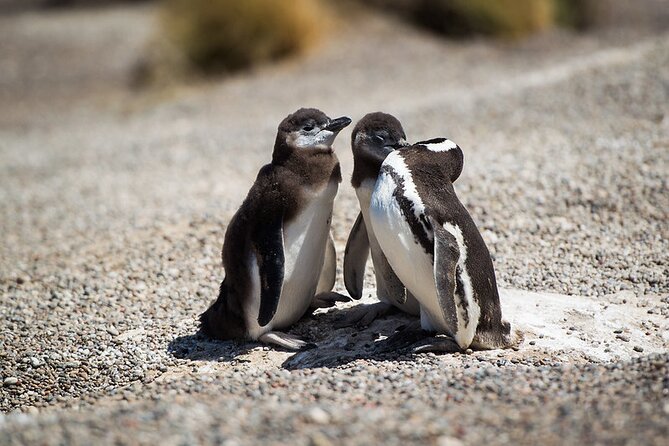 Shore Excursion Punta Tombo Penguin Reserve From Puerto Madryn - Good To Know