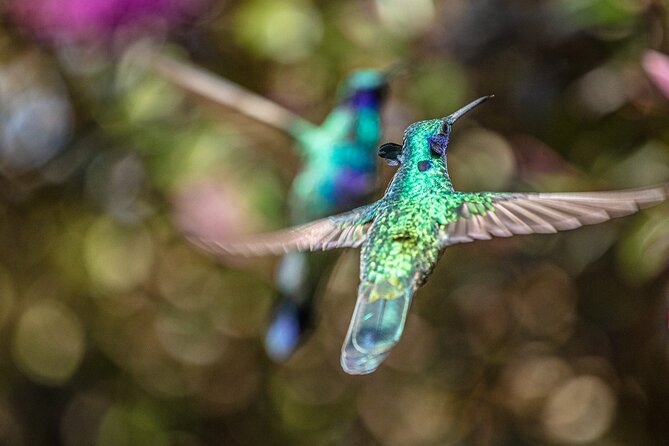 Sightings of Hummingbirds - Hummingbird Observatory - About Your Stay