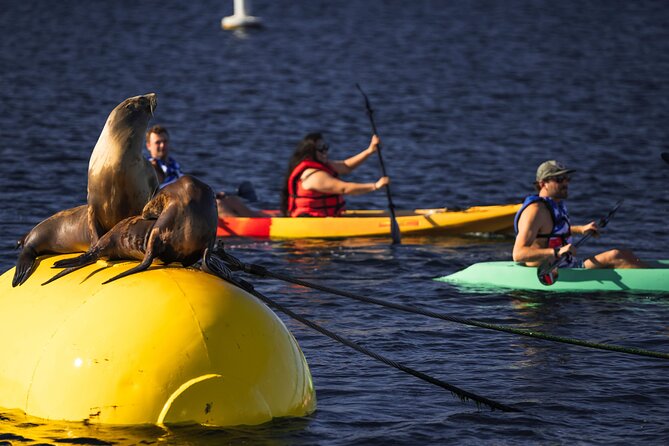 Single Kayak Rental in Mission Bay - Good To Know