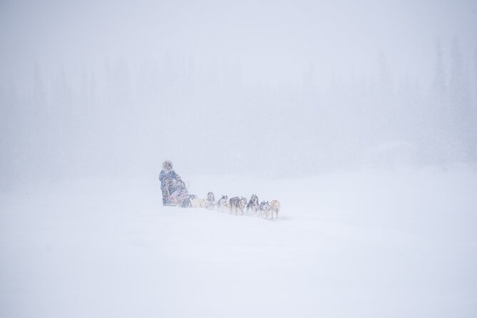 Sled Dog Sampler Ride in Fairbanks - Good To Know