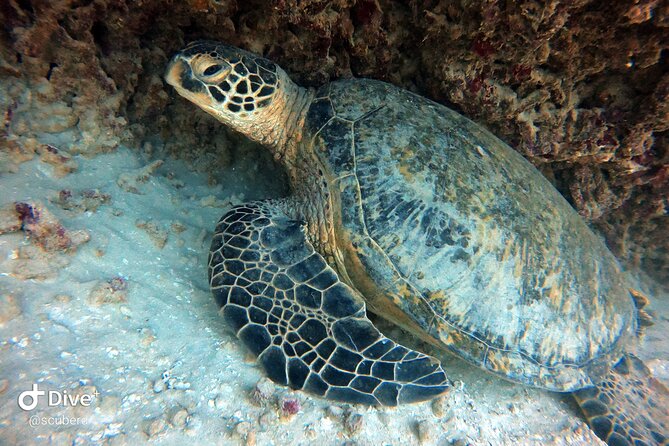 Small Group Shallow Reef Dive in Oahu - Oahu Shallow Reef Dive Overview