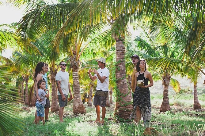 Small-Group Visit Maui Coconut Farm at Punakea Palms