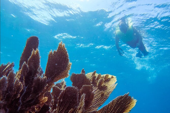 Small - Guided Shallow 2 Tank Dive Experience in Key Largo ALL GEAR INCLUDED - Good To Know