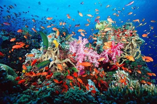 Snorkeling Adventure in Puerto Morelos Includes Snack, Water and Round Trip. - Key Points