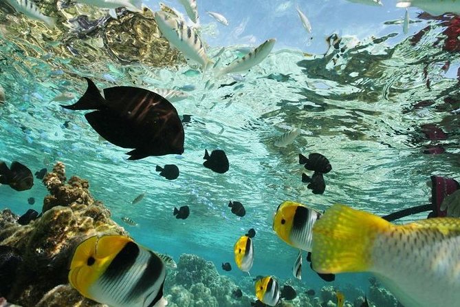 Snorkeling Adventure - Key Points