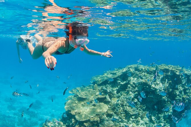 Snorkeling and Diving to Ras Mohamed And White Island by VIP Boat - Good To Know