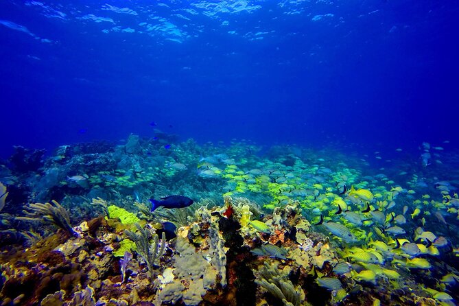 SPECIAL! Snorkel at MUSA - The Underwater Museum Reservation - Key Points