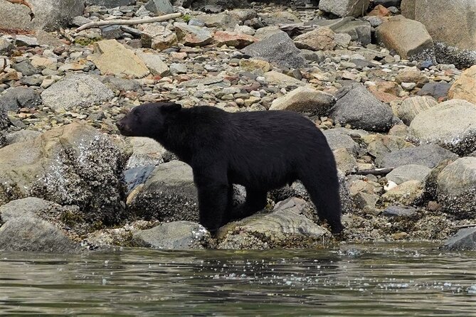 Spring Bears and Whales in Campbell River Tour - Good To Know