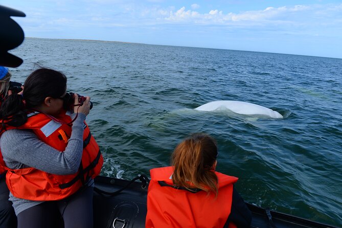 Subarctic Discovery: Churchill Beluga Whales - Good To Know