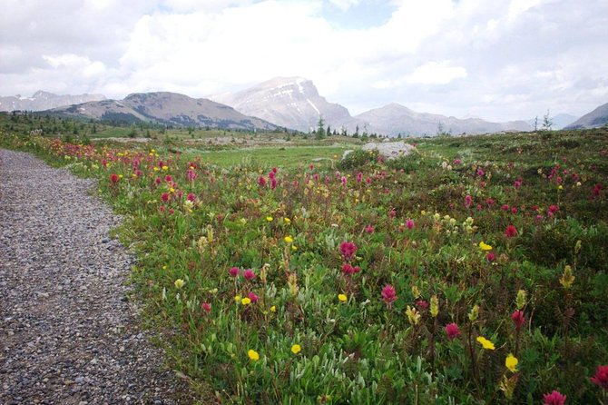 Sunshine Meadows Vistas - Guided Hike (Easy) - Good To Know