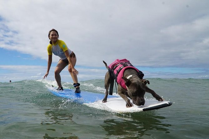 Surf With a Service Animal - Good To Know
