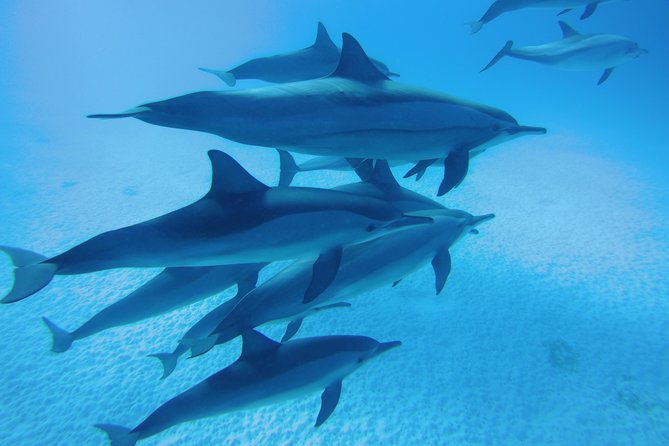 Swim With Dolphin in Dolphin House Satayeh Reef Snorkeling Sea Trip - Marsa Alam - Good To Know