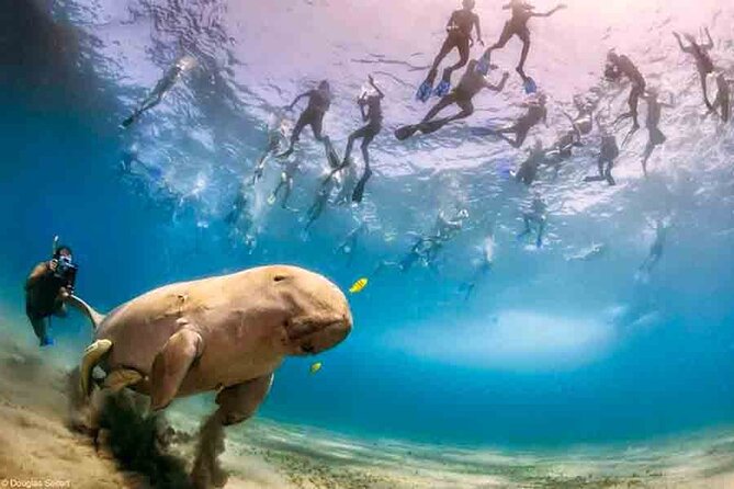 Swimming With Turtles & Dugong at Marsa Mubarak From Port Ghalib - Good To Know