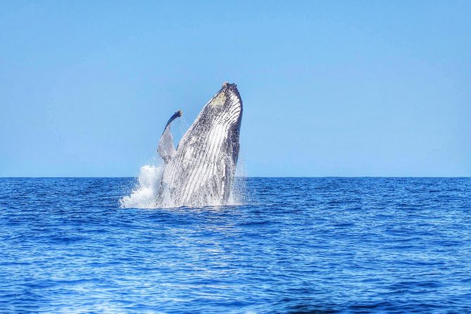 Swimming With Wild Dolphins & Whale Watching With Transportation - Good To Know
