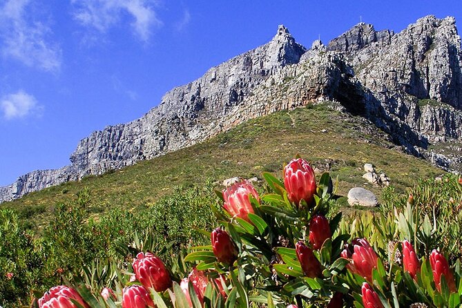 Table Mountain and Cape Town City Half-Day Trip - Itinerary and Activities