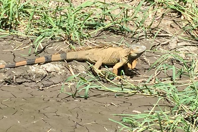 Tamarindo Wildlife Estuary Boat Ride Tour 2 Hours - About Your Stay