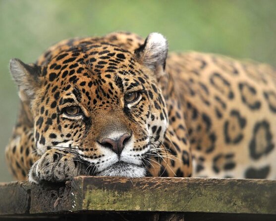 The Anton Valley Tour From Panama City - Good To Know
