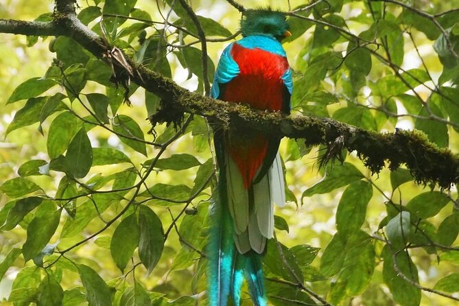 The Quetzal Birdwatching Tour From Guatemala City - Guatemala's National Bird - Good To Know
