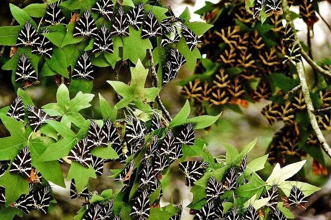 The Valley of Butterflies and Halki Day Tour - Overview of the Tour