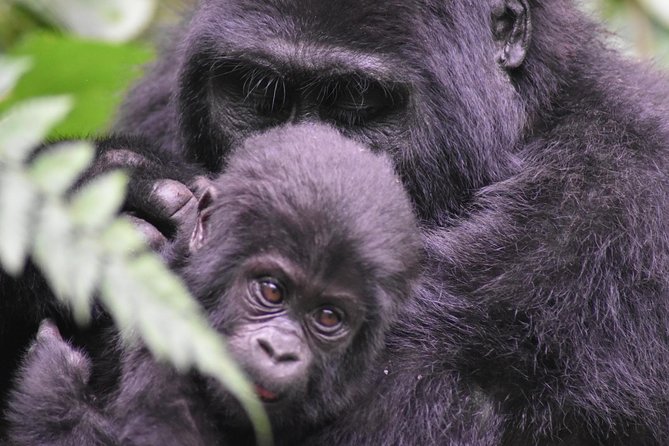 Three Days Gorilla Safaris In Uganda - Good To Know