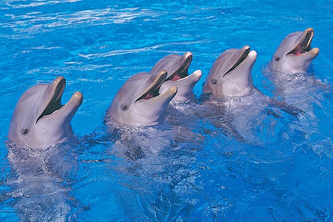 Ticket to Aqualand Tenerife - Viator Help Centre