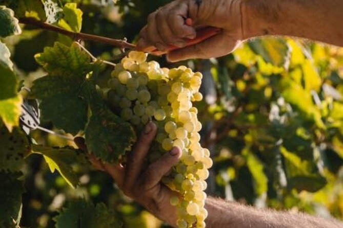 Tour in the Prosecco Hills Tour From Padua - Pricing and Availability Details