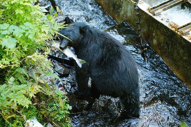 Traitors Cove Bear Viewing in Ketchikan, Alaska - Good To Know